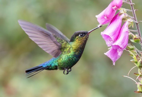 hummingbird